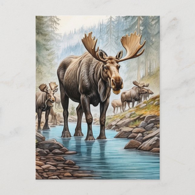 *~* Nature AP49 MOOSE HERD Forest STREAM Postkarte (Vorderseite)