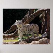 Nature Bengalisch White Tiger Fotografy