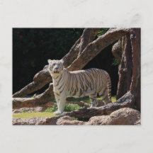 Nature Bengalisch White Tiger Fotografy