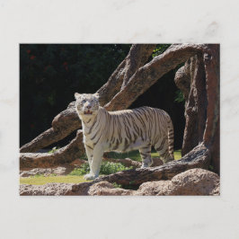 Nature Bengalisch White Tiger Fotografy Postkarte