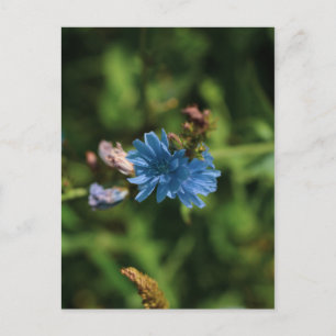 Nature Blue Corn Blume Weißrussland Symbol Postkarte