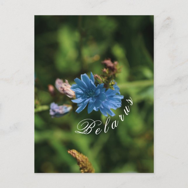 Nature Blue Corn Blume Weißrussland Symbol Postkarte (Vorderseite)