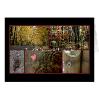 Nature Carte postale Northwoods Wisconsin Saison