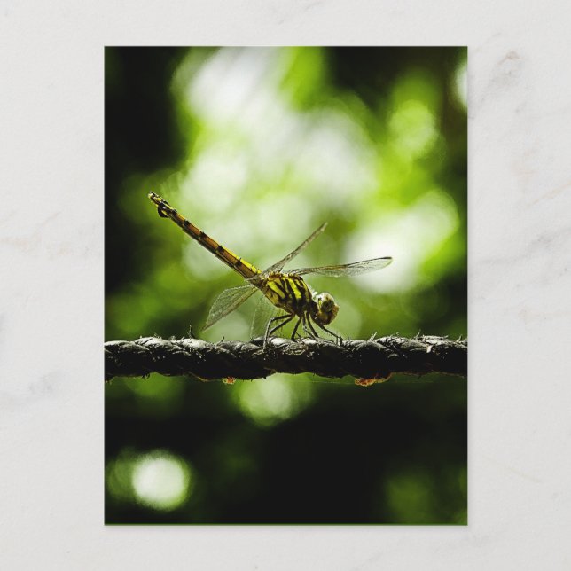 Nature - cartes postales (Devant)