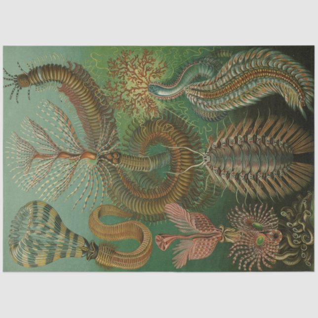 Nature Chaetpoda Ernst Haeckel Decoupage Seidenpapier (Vorderseite)