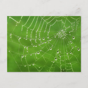 Nature Dew on Spider Web Postkarte