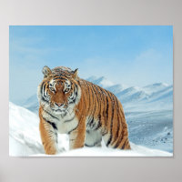 Nature Foto Schnee Winter Tiger Berge Printing
