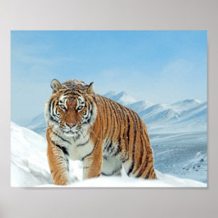 Nature Foto Schnee Winter Tiger Berge Printing Poster