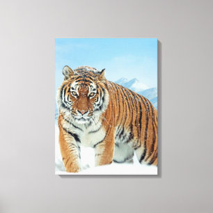 Nature Foto Tiger Winterschnee Berge Leinwand