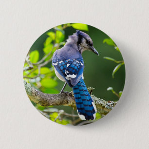 Nature Fotografy Shy Blue Jay Apparel Geschenke Button