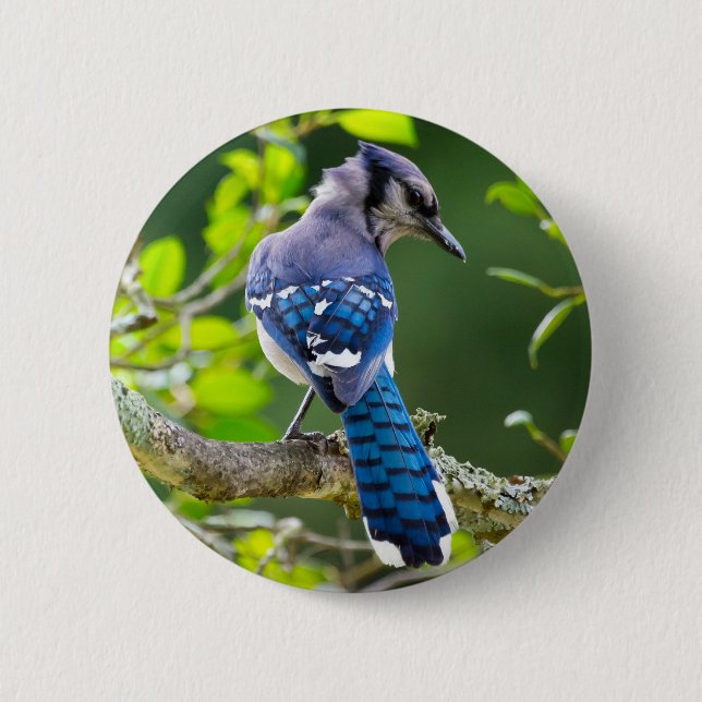 Nature Fotografy Shy Blue Jay Apparel Geschenke Button (Vorderseite)