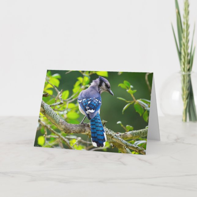 Nature Fotografy Shy Blue Jay Apparel Geschenke Karte (Vorderseite)
