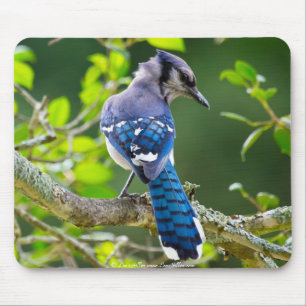Nature Fotografy Shy Blue Jay Apparel Geschenke Mousepad
