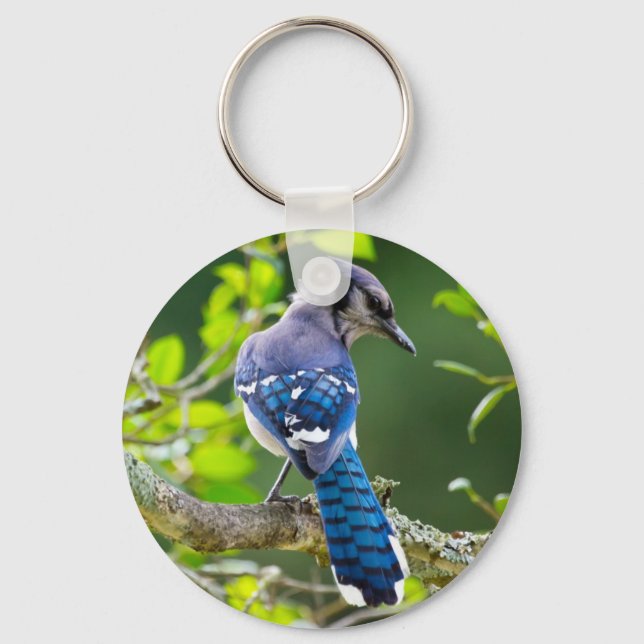 Nature Fotografy Shy Blue Jay Apparel Geschenke Schlüsselanhänger (Vorderseite)