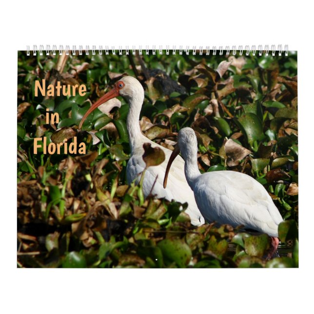 Nature in Florida Kalender (Titelbild)