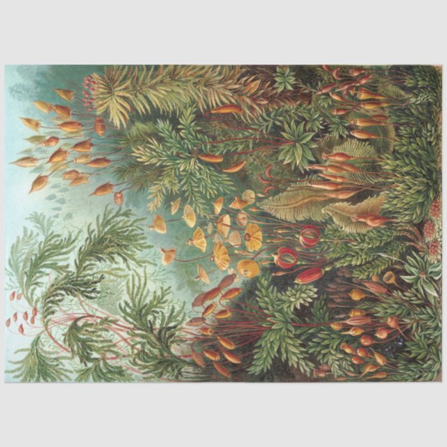 Nature Muscinae Ernst Haeckel Decoupage Seidenpapier (Vorderseite)