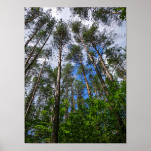 Nature Paysage Chercher Forêt Biélorussie Poster