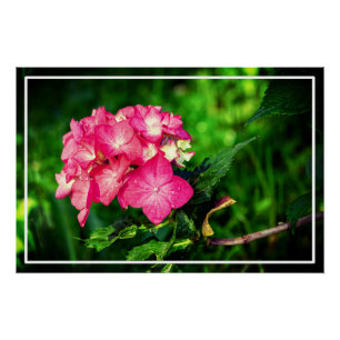 Nature Pink Hydrangea Blume-34694 Poster