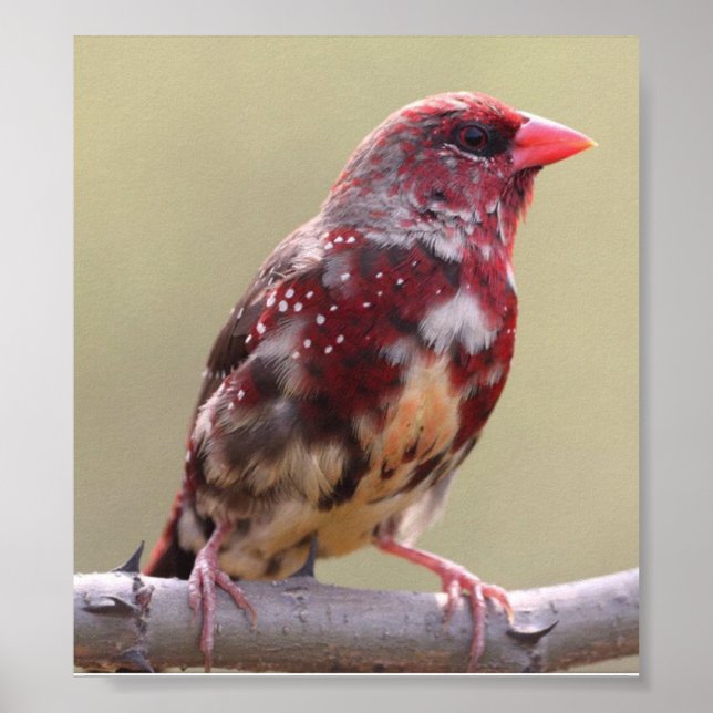 Nature Red Finch Bird Poster (Vorne)