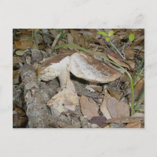 Nature Trail Champignons Brown OBX Carte postale