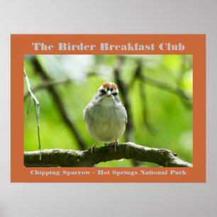 Naturefotografie Chipping Sparrow Vogelbeobachter Poster