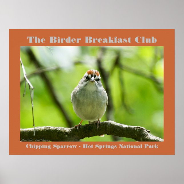 Naturefotografie Chipping Sparrow Vogelbeobachter Poster (Vorne)