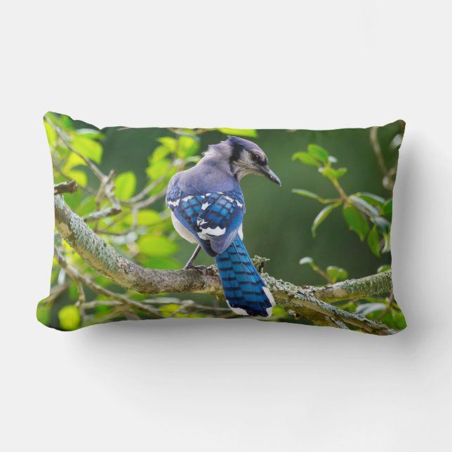 Naturefotografie Shy Blue Jay Lumbar Pillow Lendenkissen (Vorderseite)