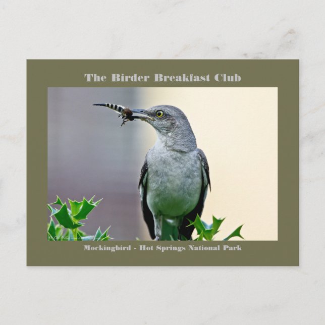 Naturefotografy Mockingbird Vogelbeobachter Card Postkarte (Vorderseite)