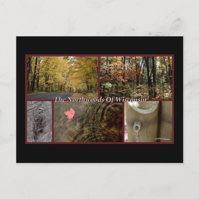 Natureposter Northwoods Wisconsin Postkarte (Vorderseite)