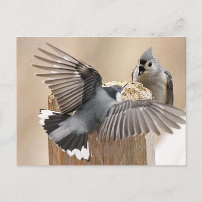 Nature's Ballet: Ein Tanz der Federn Postkarte (Vorderseite)