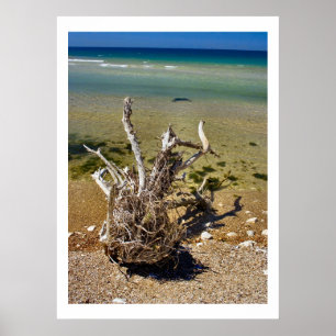 Nature's Elements - Driftwood Beach Poster