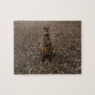 "Nature's Fast: A Wallaby's Snack Break"