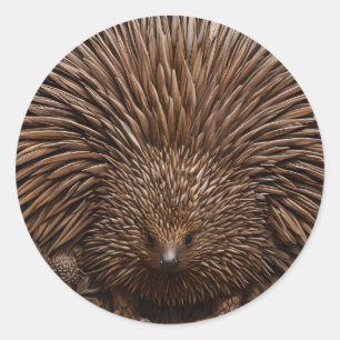Nature's Quill: Das australische Echidna in Holz, Runder Aufkleber