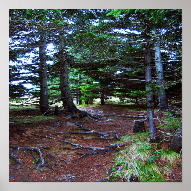 Nature's Treppenposter Poster (Vorne)