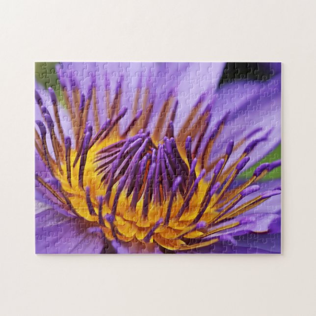 Naturethema Closetup Water Blume Closeup (Horizontal)