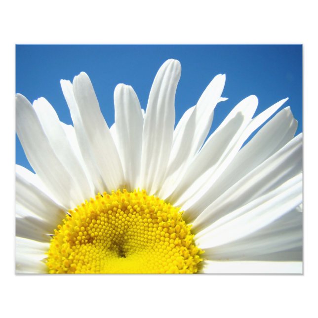 Naturflorale Fotografie druckt Daisy Decorative (Vorne)