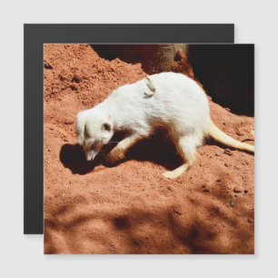 Naturforager: Weißes Meerkat-Graben für Busche Magnetkarte
