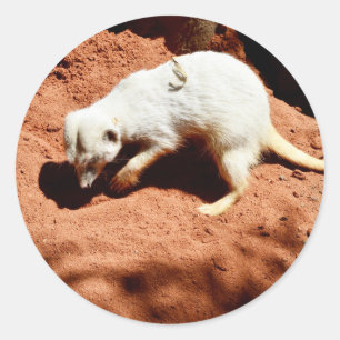 Naturforager: Weißes Meerkat-Graben für Busche Runder Aufkleber