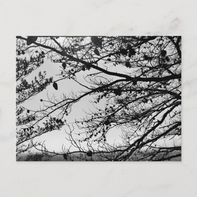 Naturfoto auf Postkarte (Vorderseite)