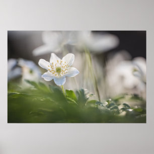 Naturfoto von Buschwindröschen Poster