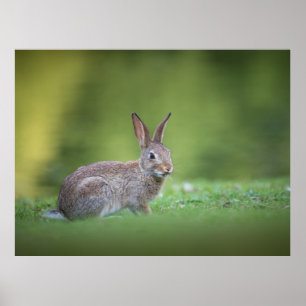 Naturfoto von einem süßen Kaninchen Poster