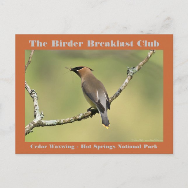Naturfotografie Cedar Waxwing Vogelbeobachter Postkarte (Vorderseite)