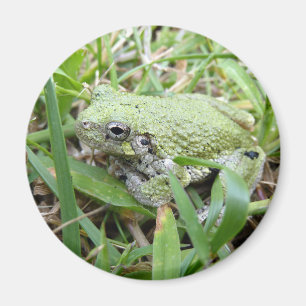 Naturfotografie des Östlichen Grauen Laubfroschs Magnet
