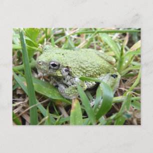 Naturfotografie des Östlichen Grauen Laubfroschs Postkarte