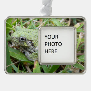 Naturfotografie des Östlichen Grauen Laubfroschs Rahmen-Ornament Silber