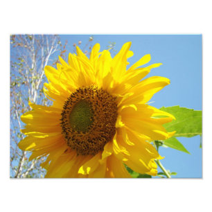 Naturfotografie Fine Art Prints Sonnenblumen Fotodruck