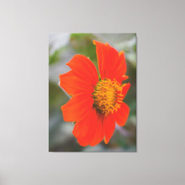 Naturfotografie Lebendige Warme Orange Blume Leinwanddruck