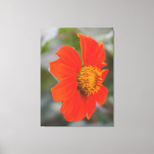 Naturfotografie Lebendige Warme Orange Blume Leinwanddruck