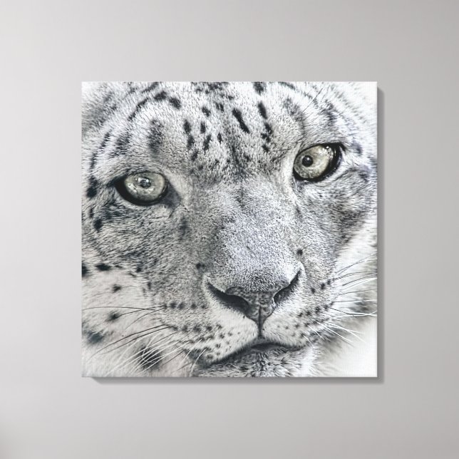 Naturfotografie mit weißem Schneeleopard Leinwanddruck (Vorderseite)