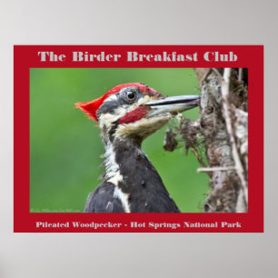 Naturfotografie Pileated Woodpecker Vogelbeobachte Poster